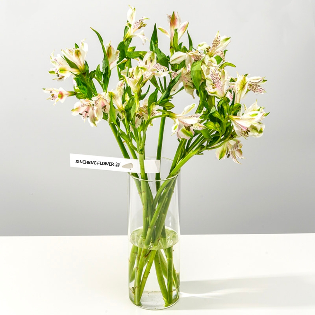 水仙百合六初花 Alstroemeria 鲜切花1扎颜色随机发货