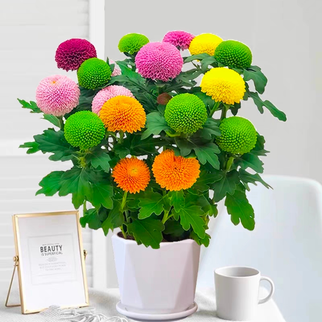 乒乓菊盆栽乒乓球带花四季开花菊