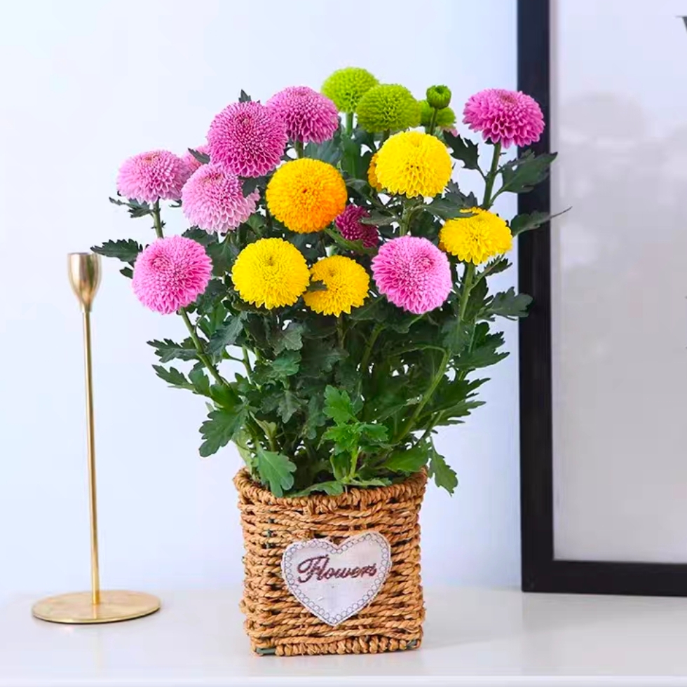 乒乓菊盆栽乒乓球带花四季开花菊