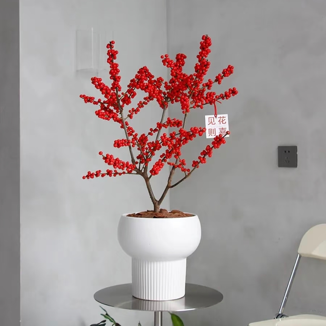 北美冬青植物盆栽 红豆盆栽花卉