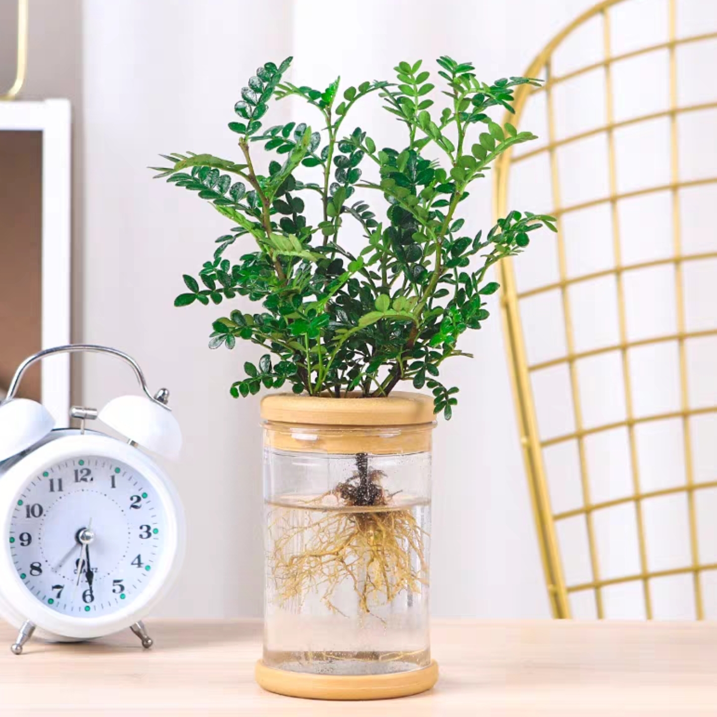 水培清香木+玻璃生态瓶 网红款水培盆栽