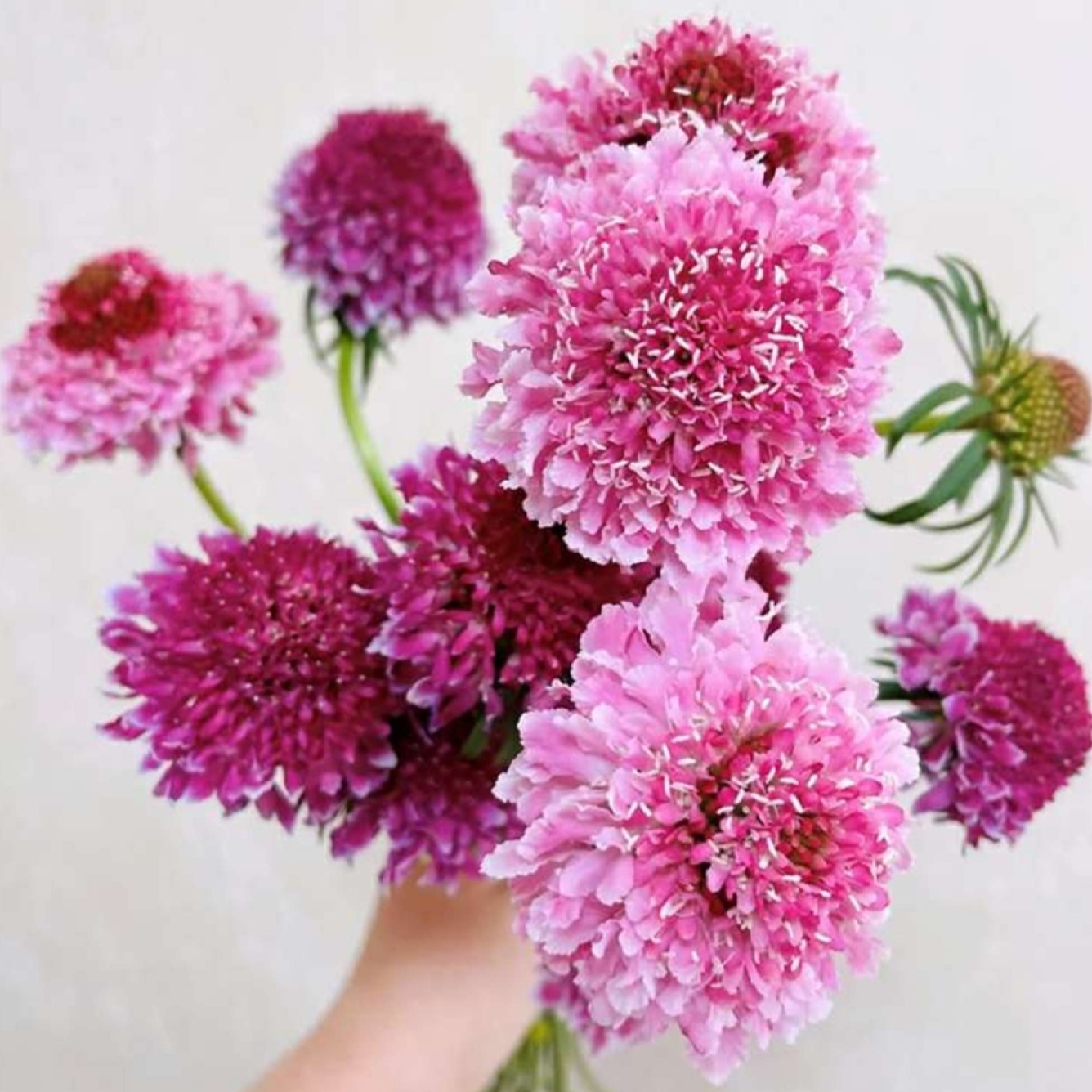 松虫草 鲜切花【1扎】