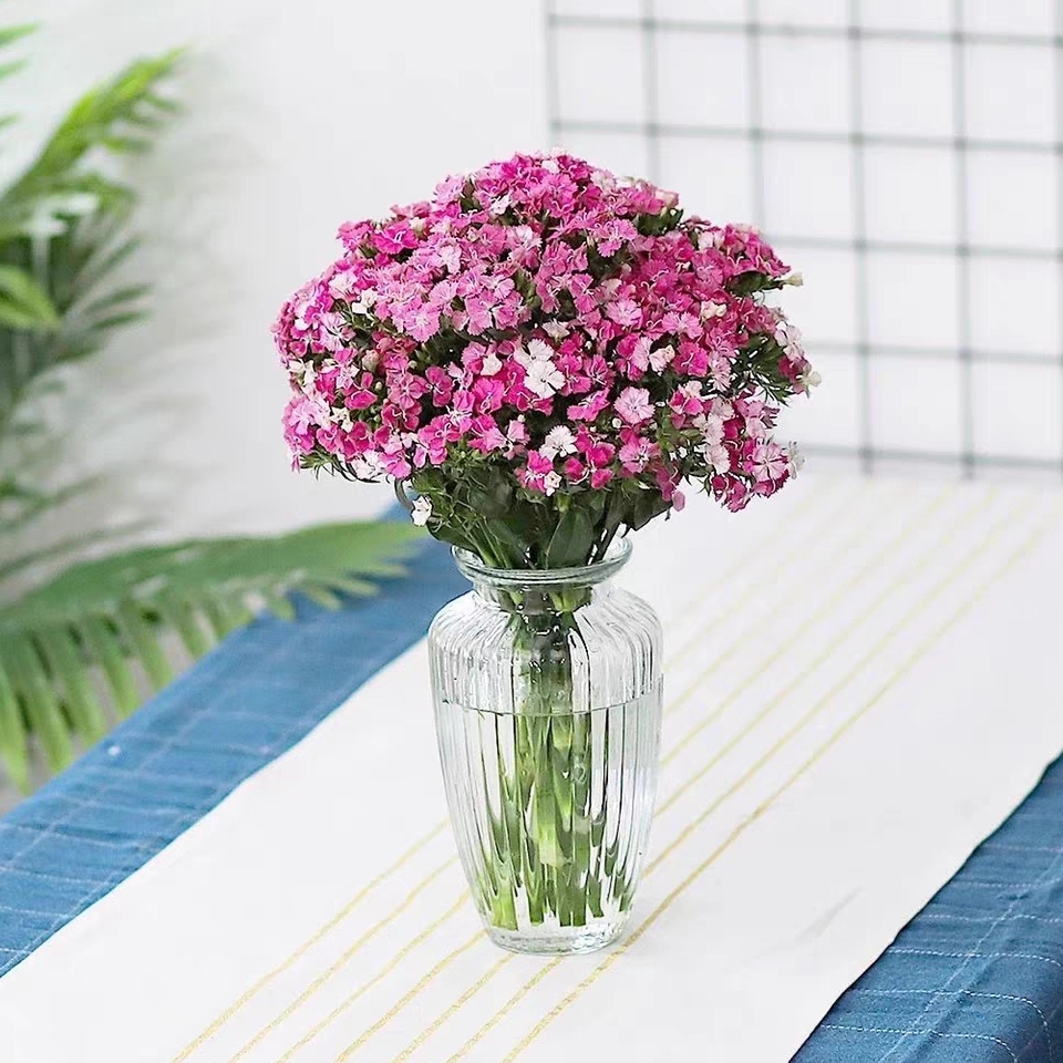 相思梅 鲜切花【1扎5-10枝】