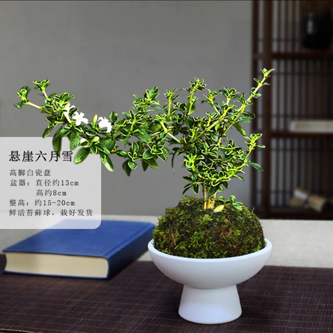 六月雪苔藓球盆栽 微景观