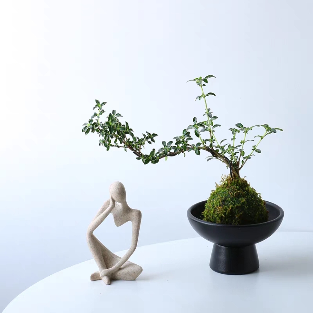 六月雪苔藓球盆栽 微景观