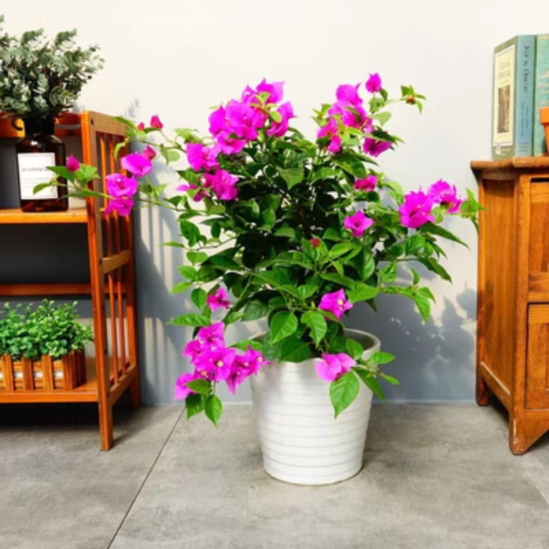 三角梅带花盆栽安阳台花卉好看紫