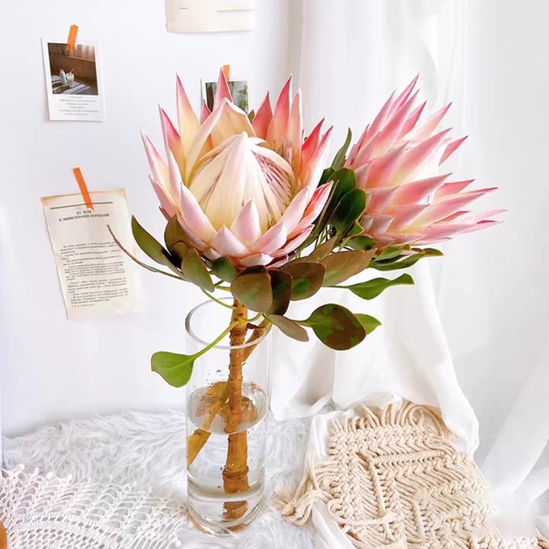 【进口】南非帝王花 鲜切花