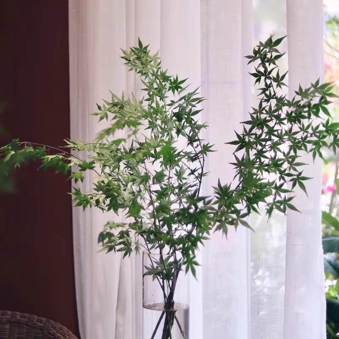 绿枫叶 1扎2-3枝