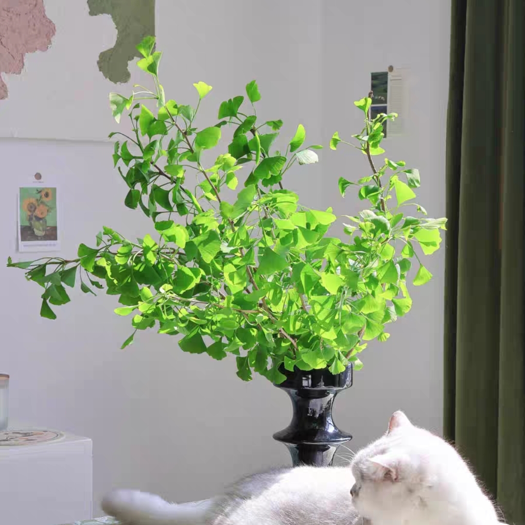 银杏叶 鲜切花 1扎2-3枝