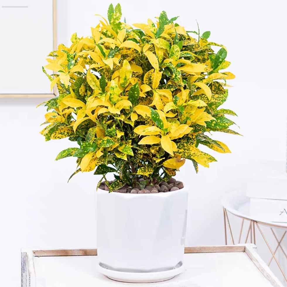 洒金榕 变叶木 星点木 植物盆栽