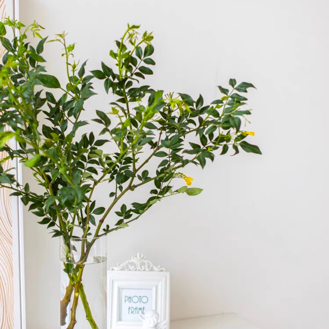 九星叶绿色叶材1扎3-5枝鲜切