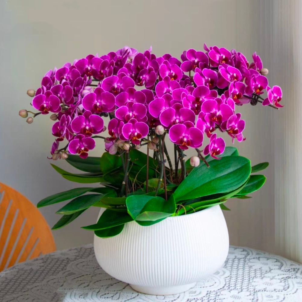 蝴蝶兰盆栽 1510-21 红