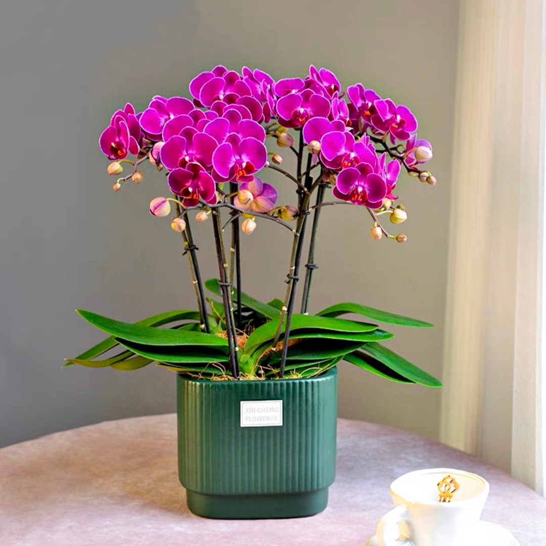 蝴蝶兰盆栽 1505-04 红