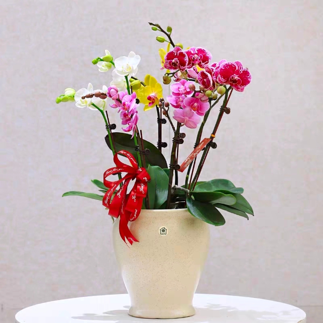 蝴蝶兰盆栽 1505-08 组