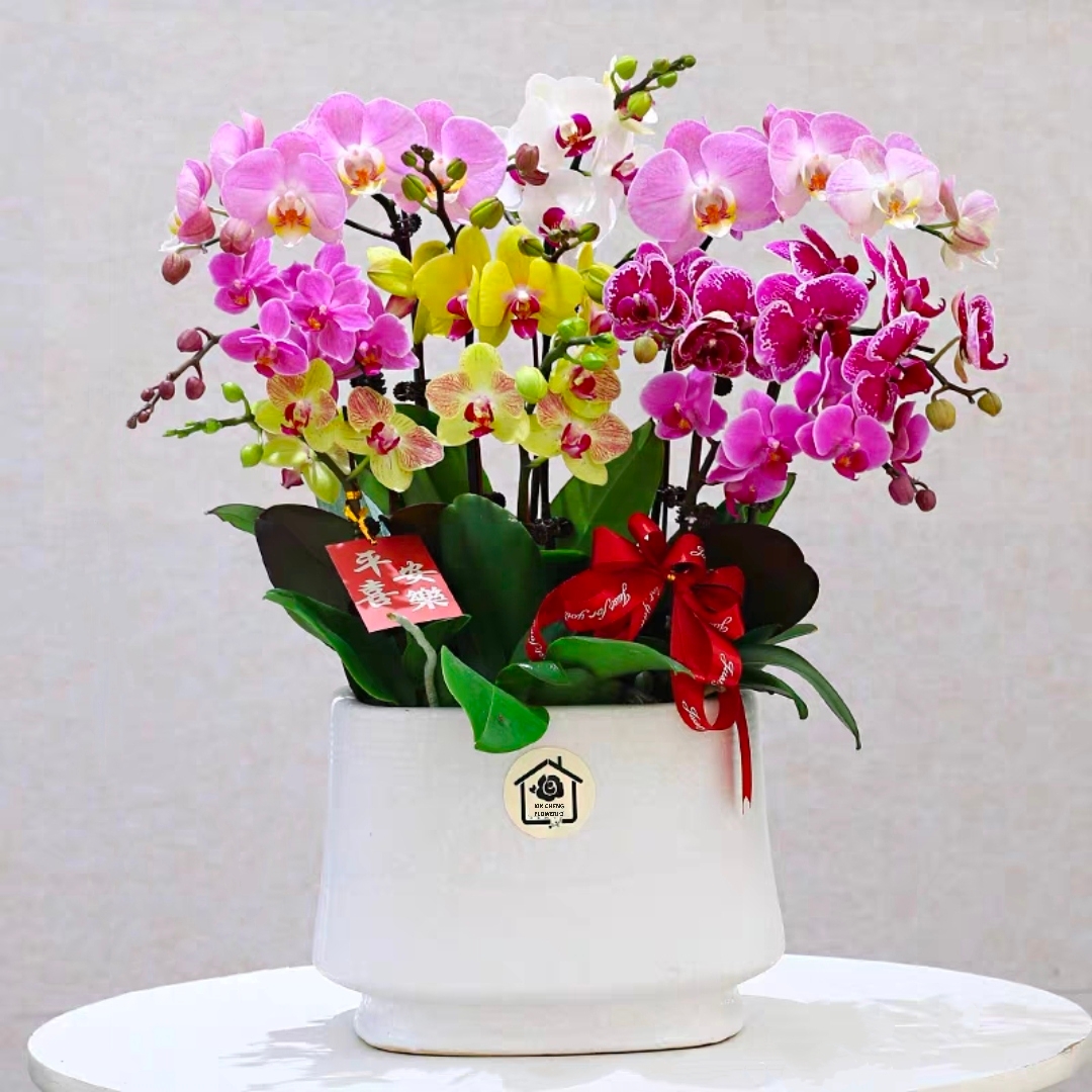 蝴蝶兰盆栽 1508-39