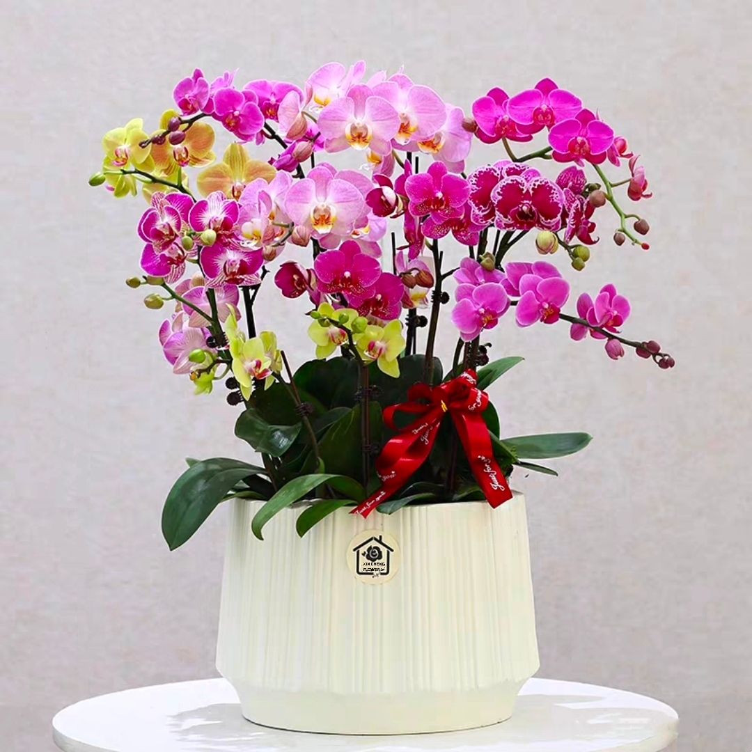 蝴蝶兰盆栽 1510-20