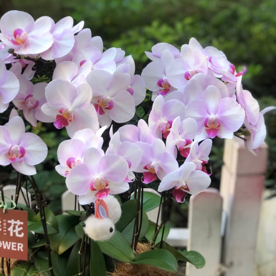 蝴蝶兰盆栽 1508-37