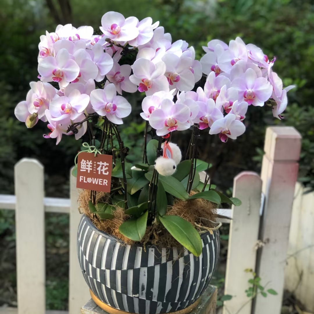 蝴蝶兰盆栽 1508-37