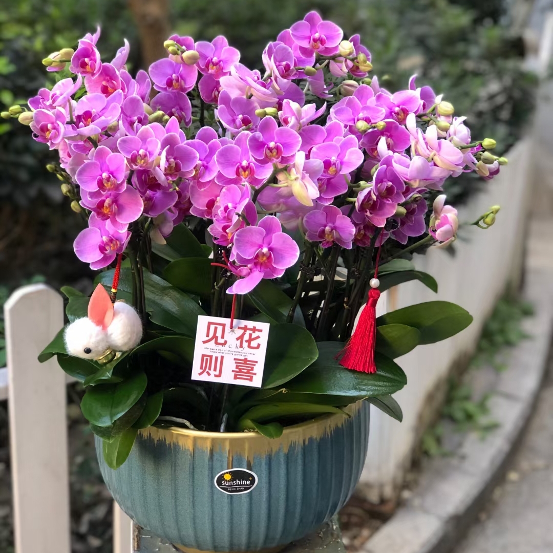 蝴蝶兰盆栽 1508-15 紫