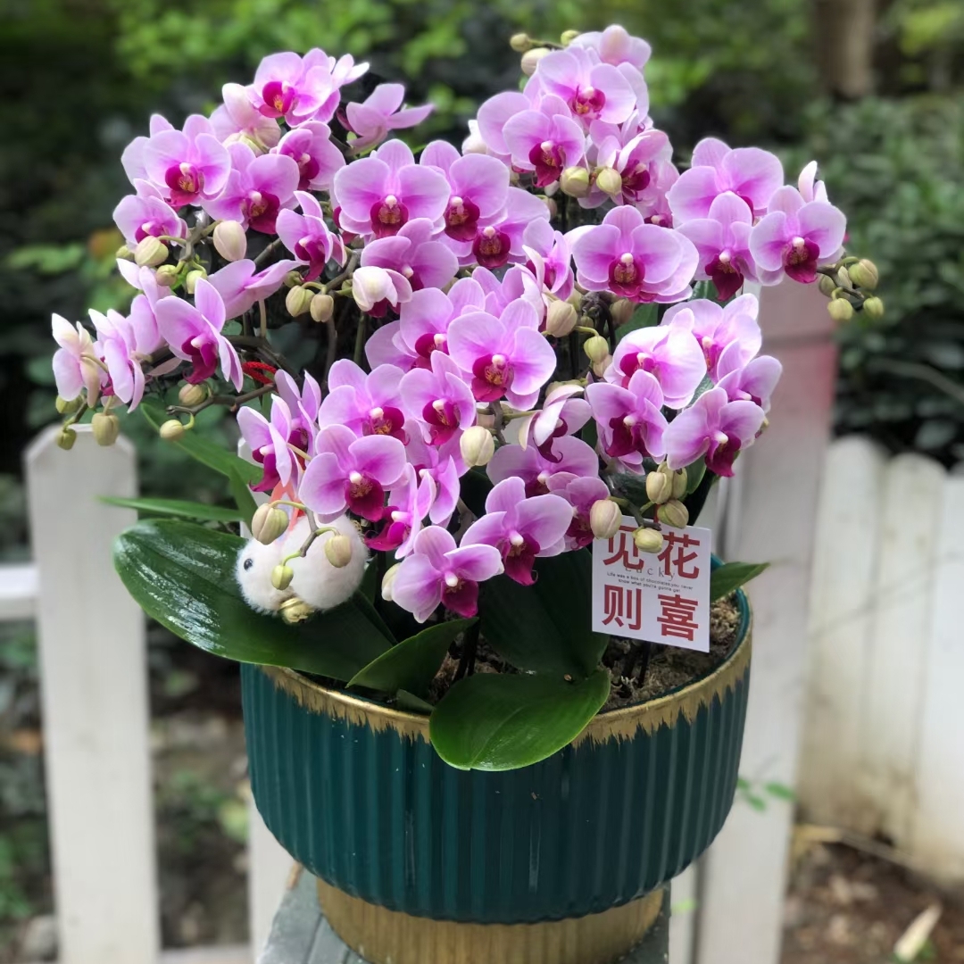 蝴蝶兰盆栽 1508-38 宝