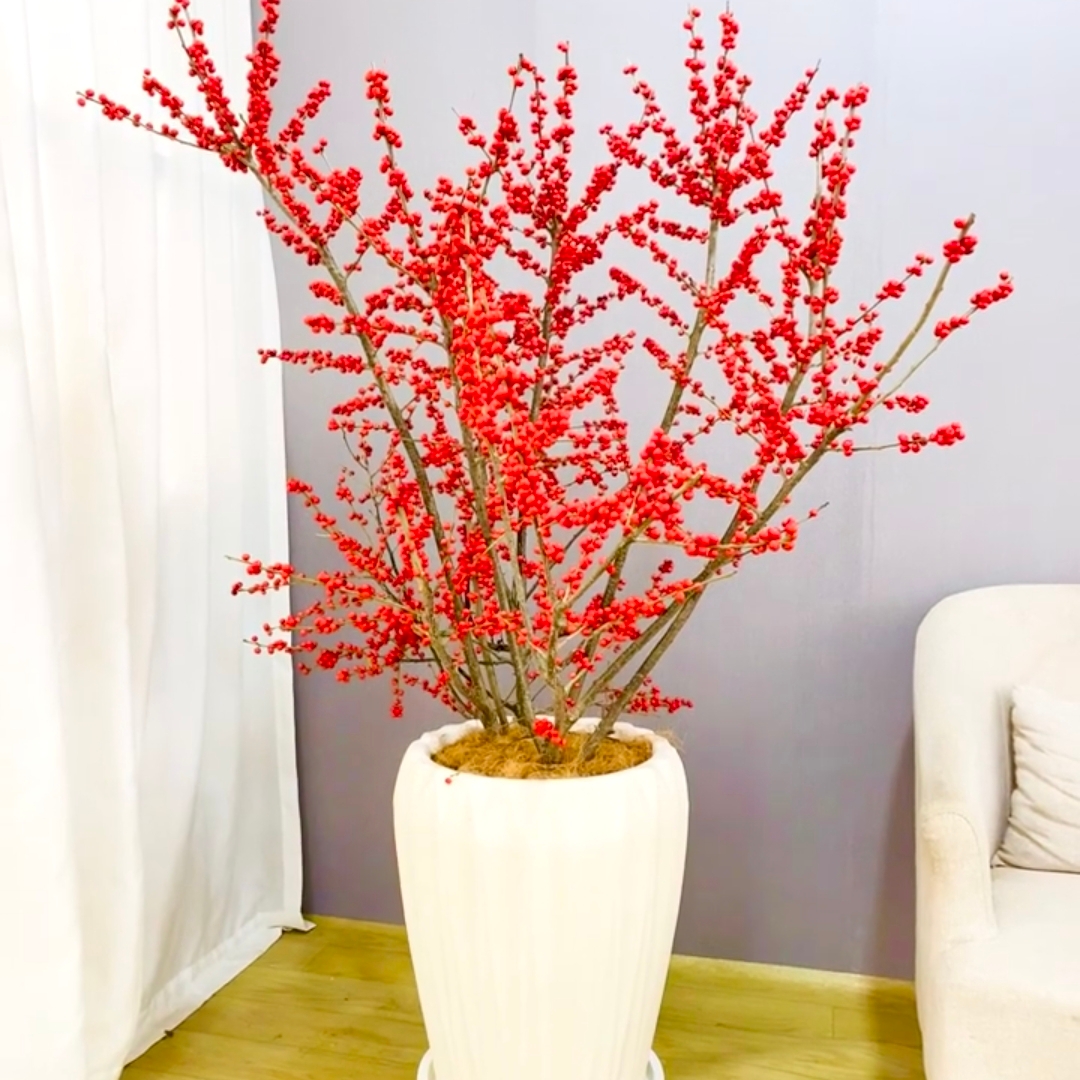 北美冬青植物盆栽 红豆盆栽花卉
