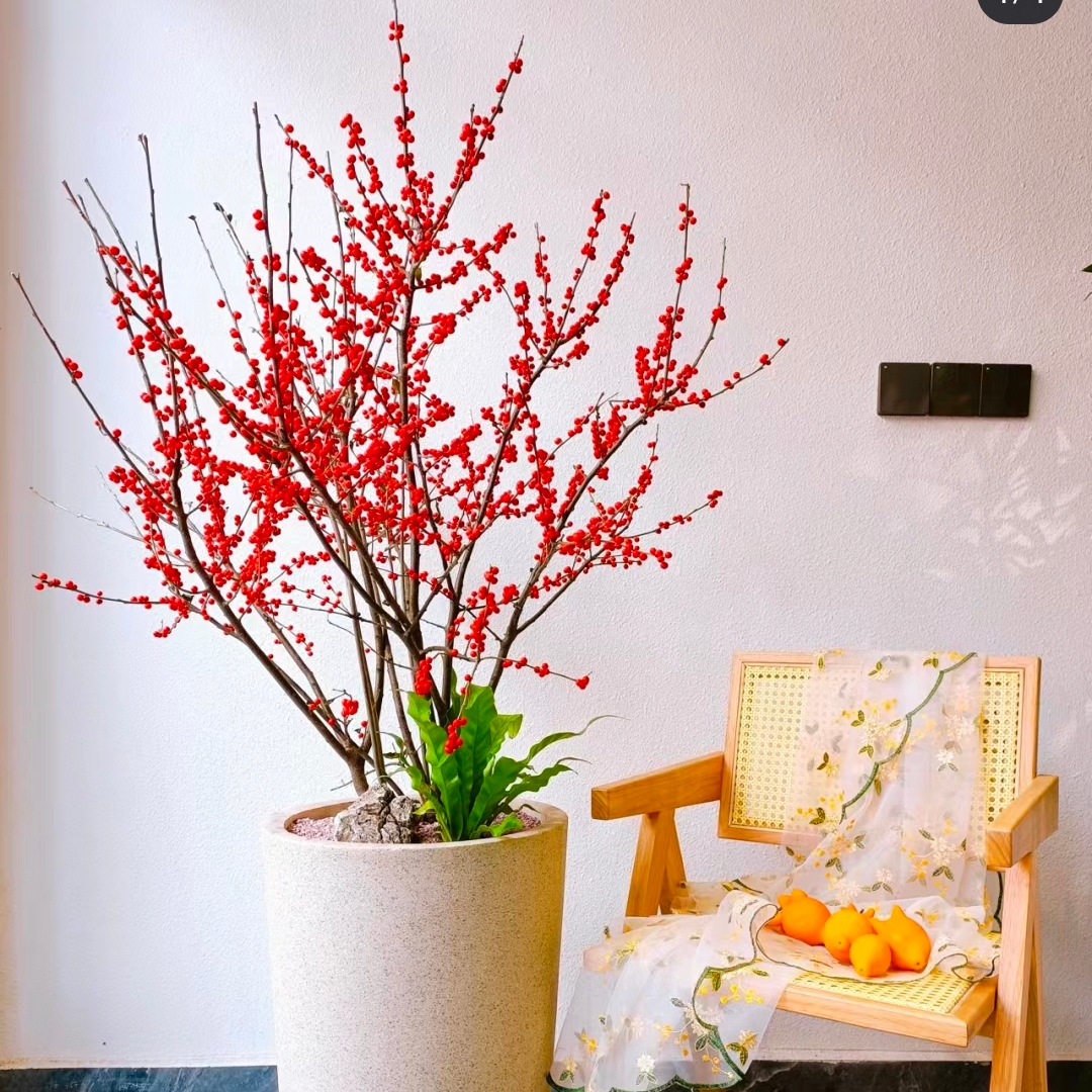 北美冬青植物盆栽 红豆盆栽花卉