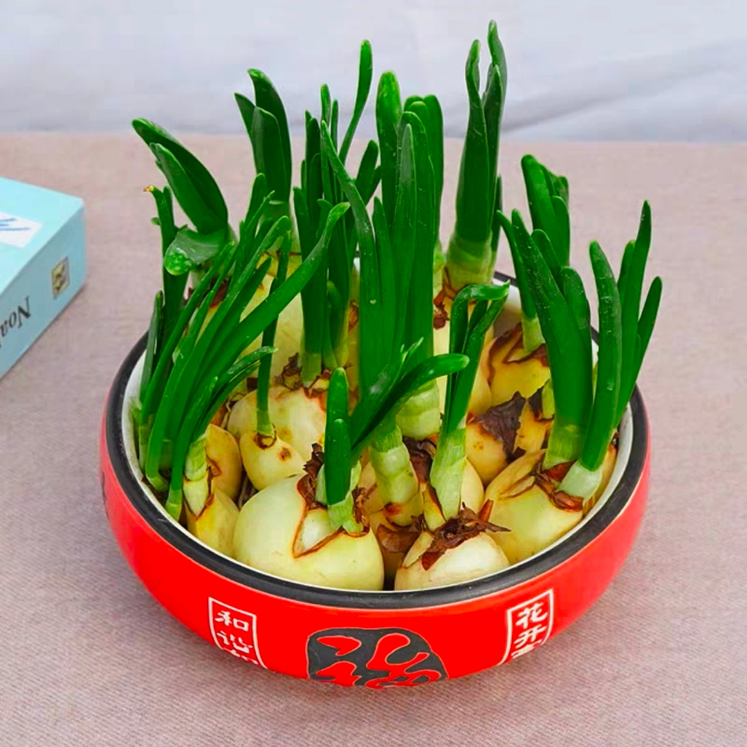 【热销推荐】水仙花盆栽 漳州水