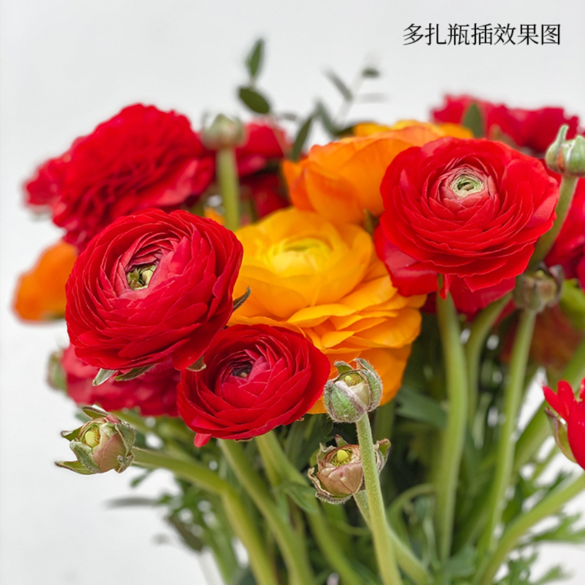 西洋牡丹 鲜切花 1扎