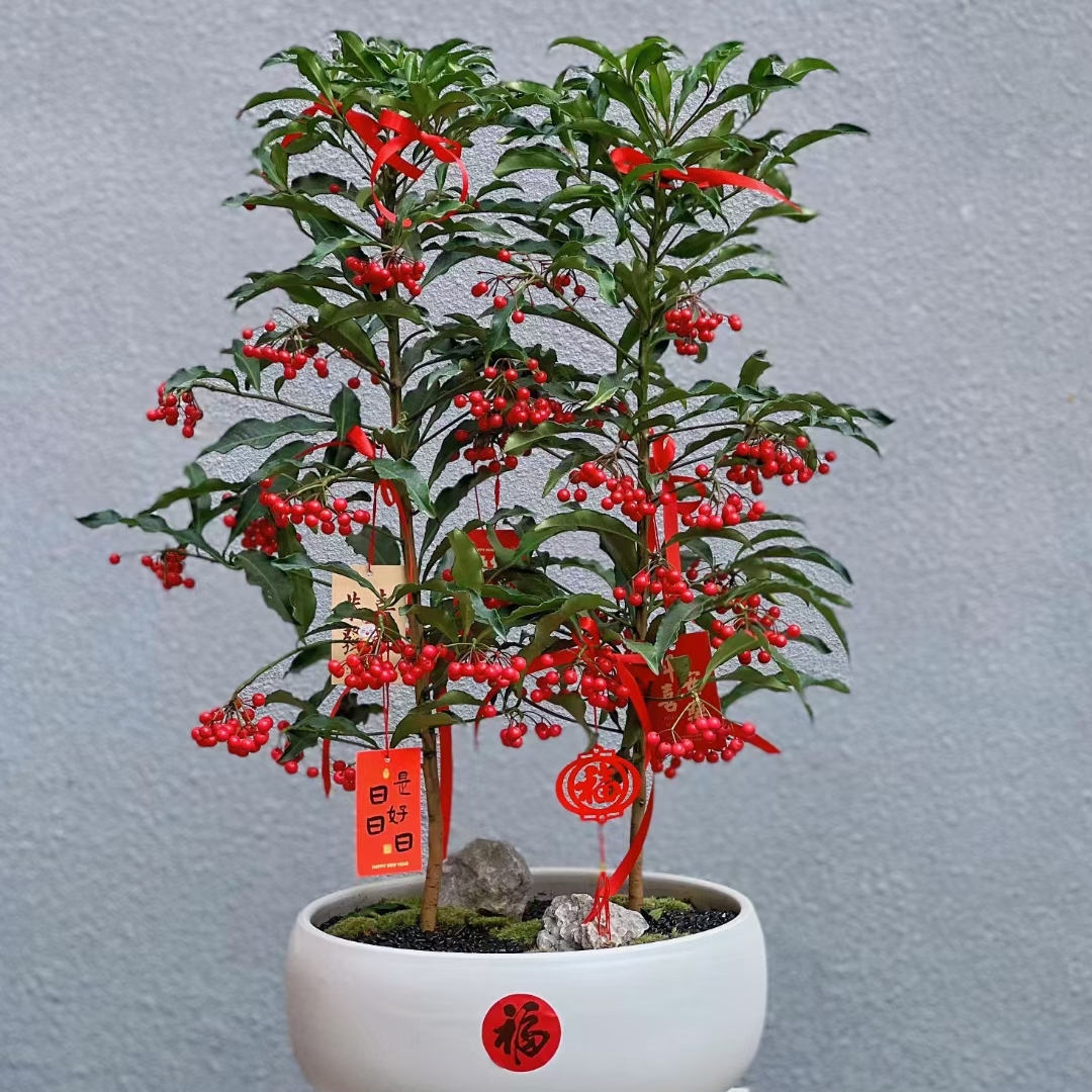 富贵籽2株 喜庆花卉盆栽