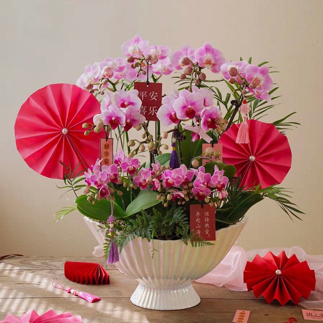 春光烂漫/蝴蝶兰盆栽 1510