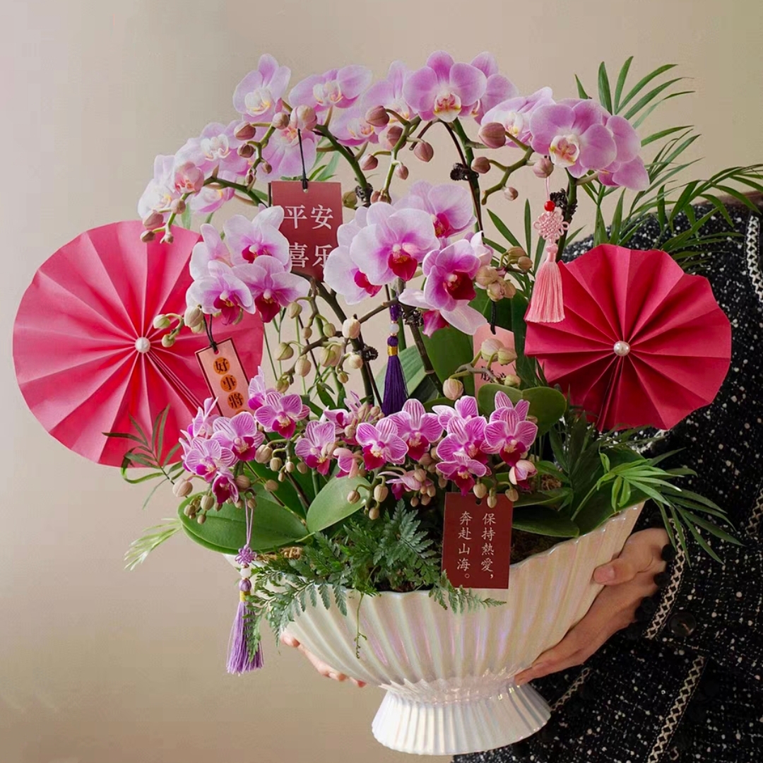 春光烂漫/蝴蝶兰盆栽 1510