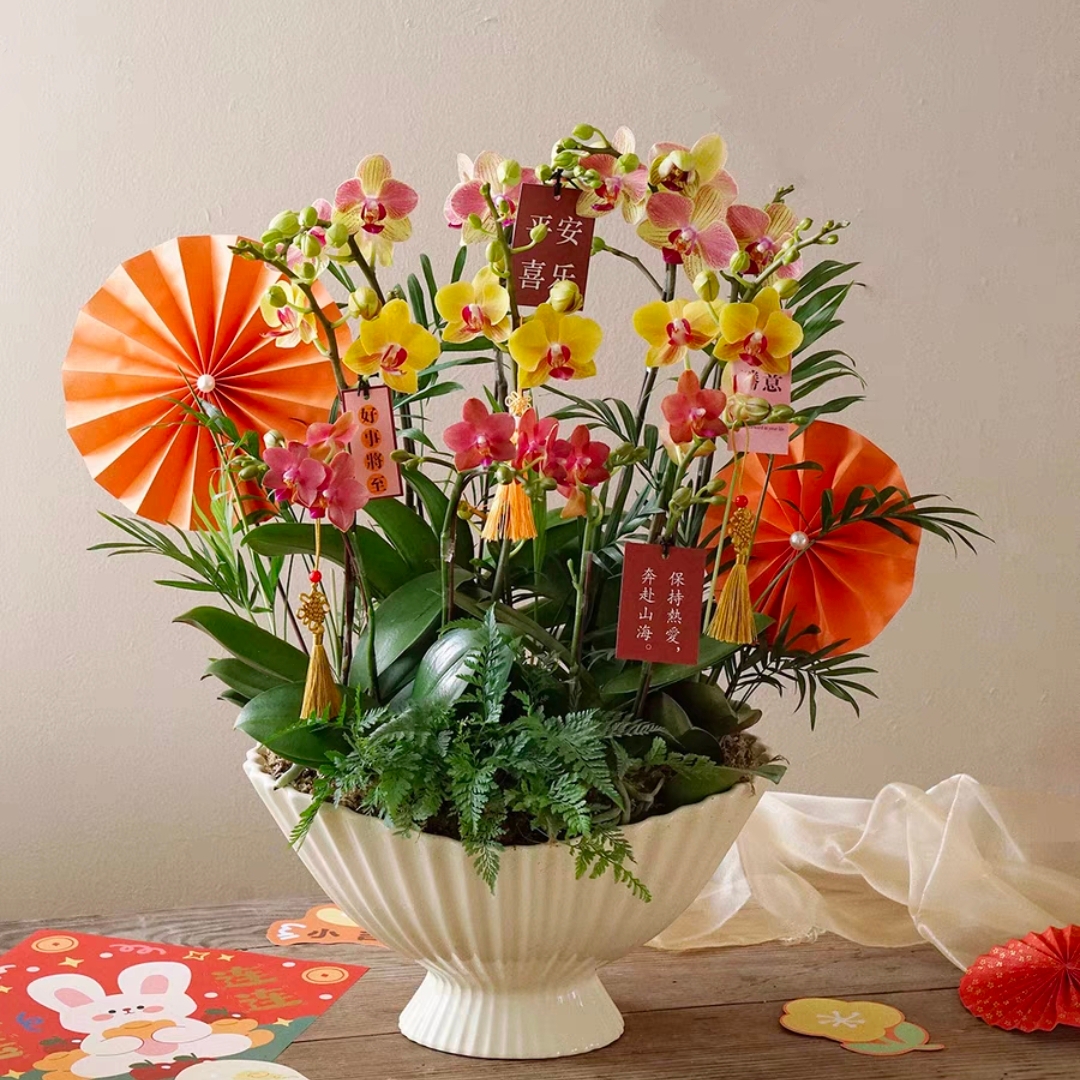 元气朝日/蝴蝶兰盆栽 1510