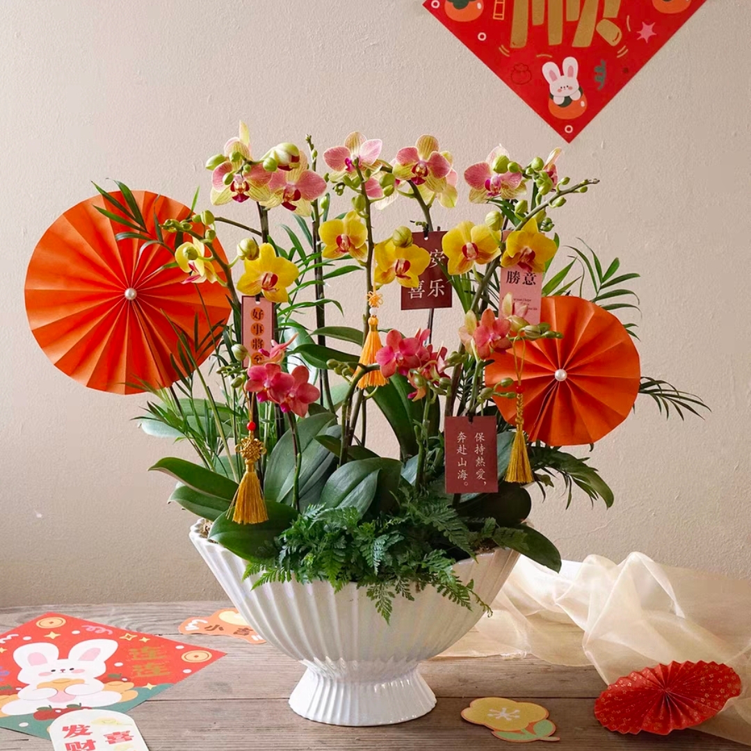 元气朝日/蝴蝶兰盆栽 1510