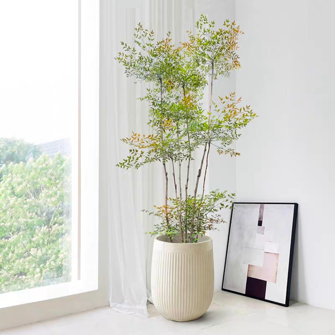 南天竹盆栽火焰蓝天竹盆栽兰天竹