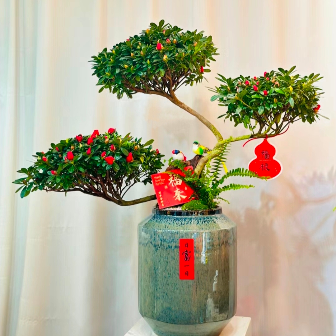 元宝杜鹃花造型游龙杜鹃花杜鹃花