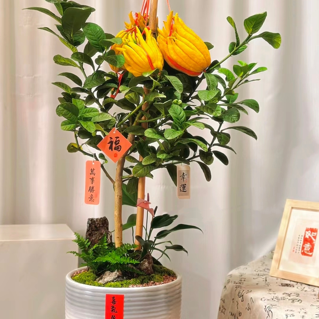 抓钱手佛手树盆栽带果佛手柑盆景