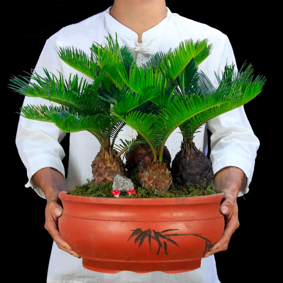 多头铁树盆景桌面植物室内办公室绿植客厅四季常青桌面花卉盆景乔迁开业送礼送花上门