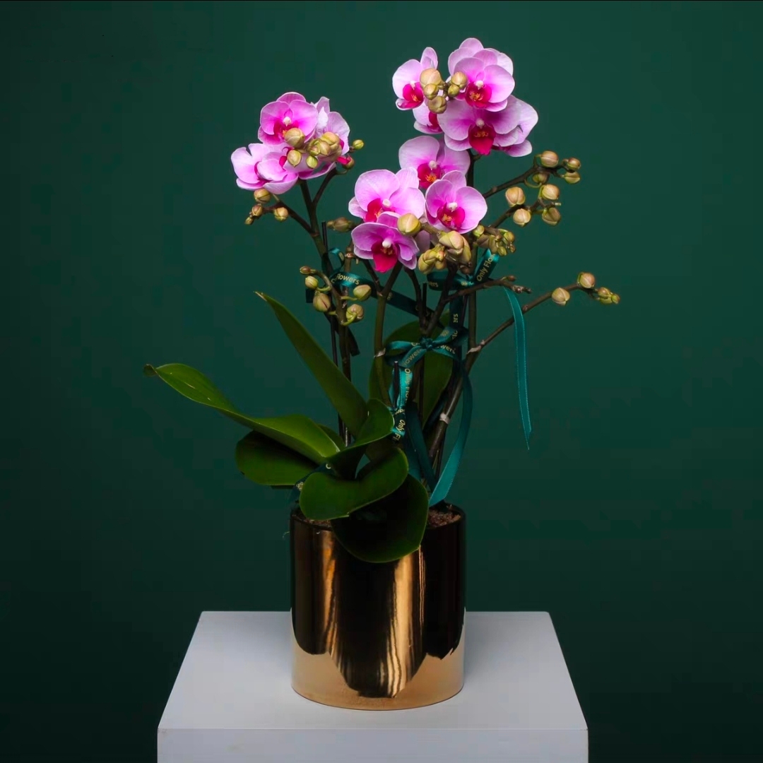 宝贝蝴蝶兰盆栽组盆春节新家年宵