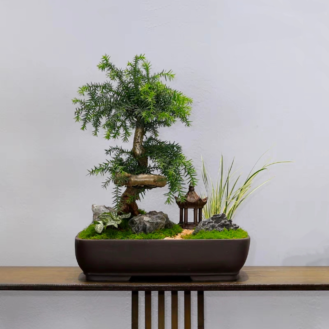 澳洲杉盆景盆景好养好活 奥州杉