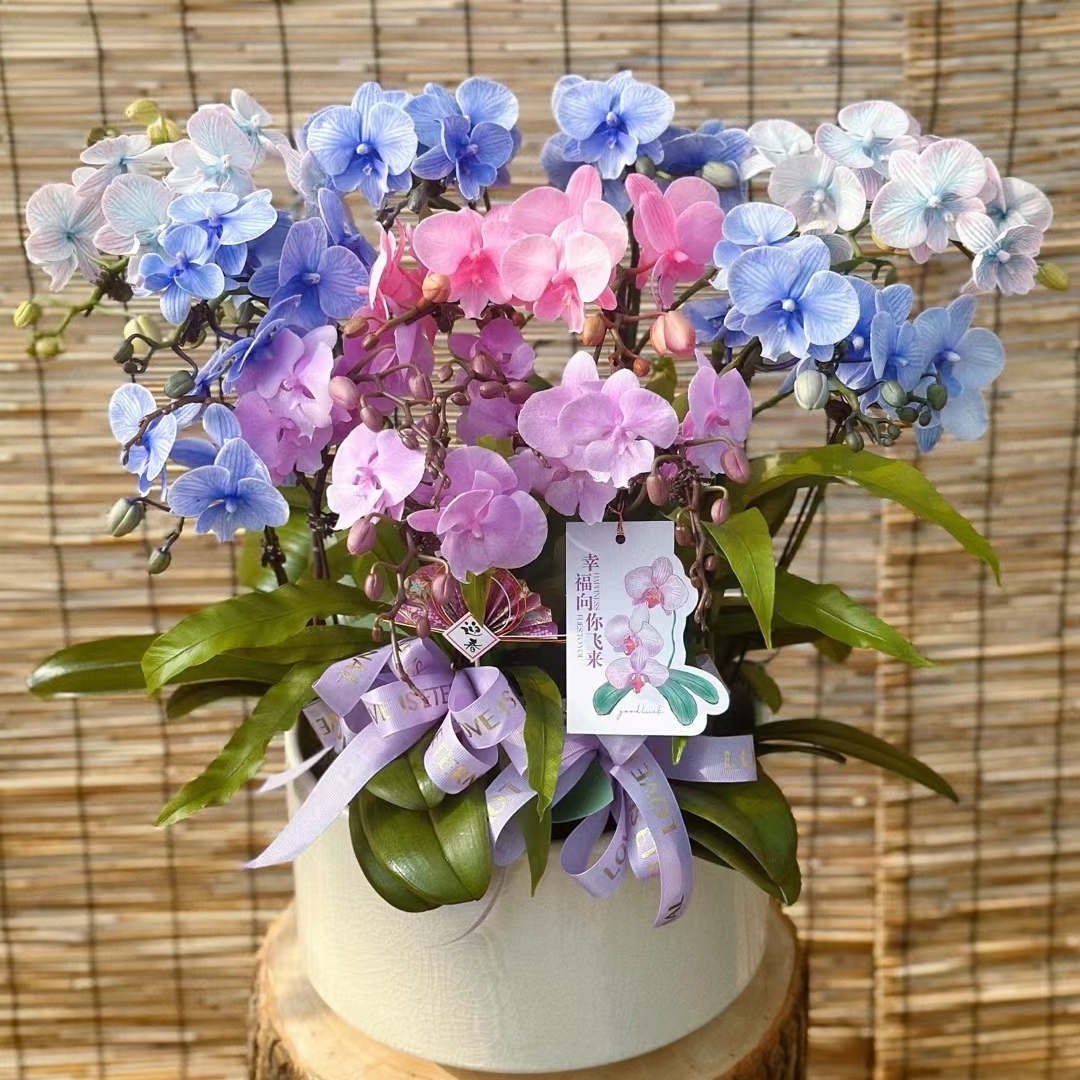 七色彩虹/马卡龙彩色蝴蝶兰组合