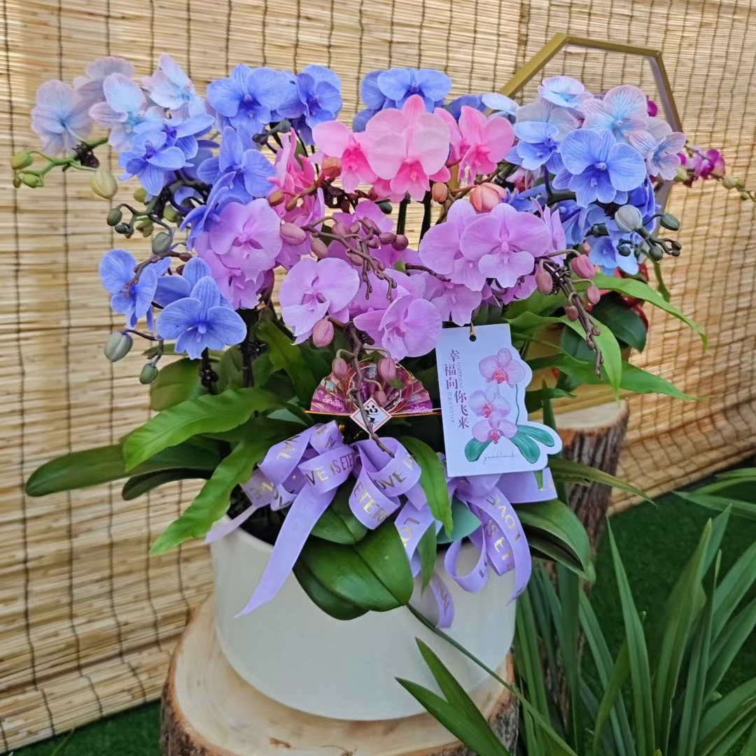 七色彩虹/马卡龙彩色蝴蝶兰组合