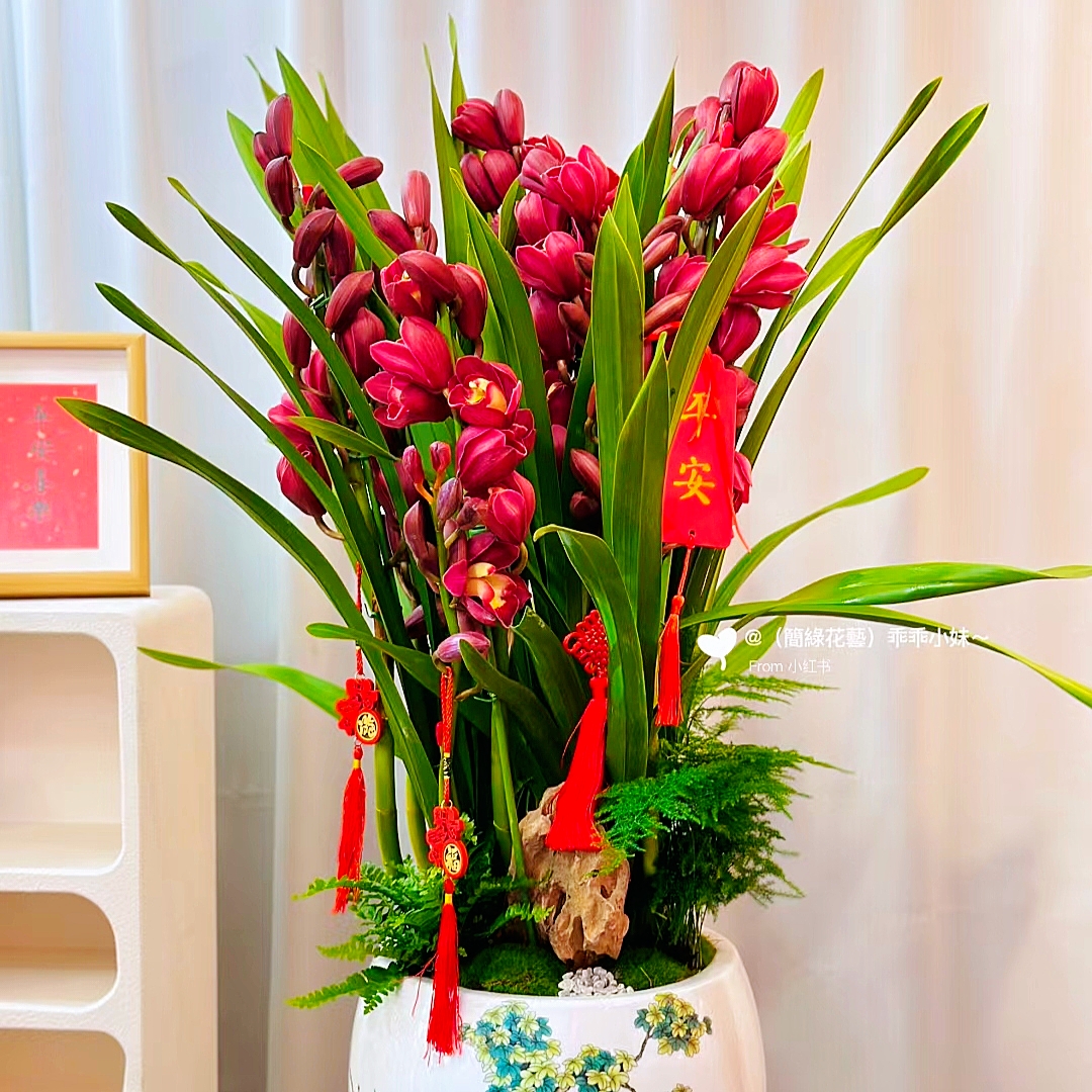 红色大花惠兰 兰花盆栽 韩国蕙