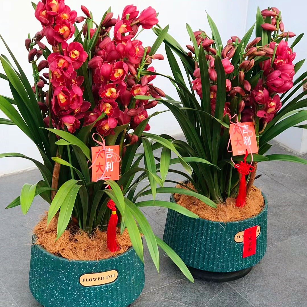 红色大花惠兰 兰花盆栽 韩国蕙