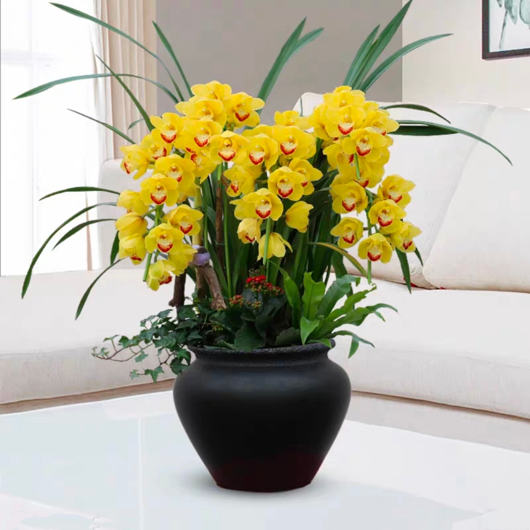 韩国垂兰 大花蕙兰14