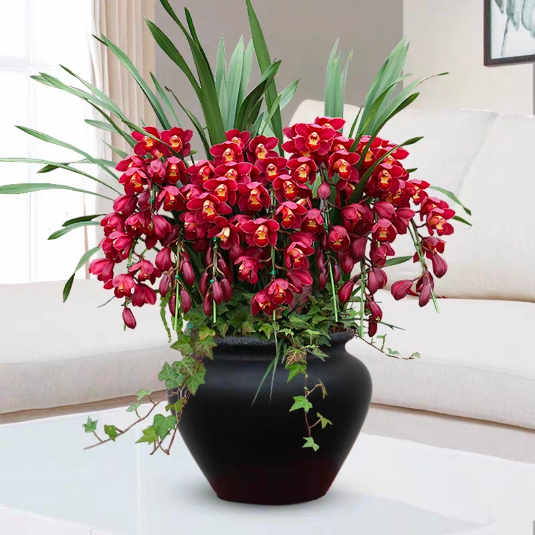 韩国垂兰 大花蕙兰13