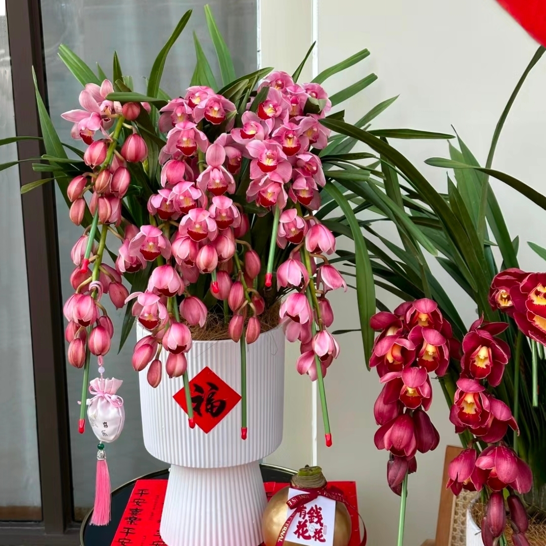 韩国垂兰 大花惠兰 大花蕙兰 