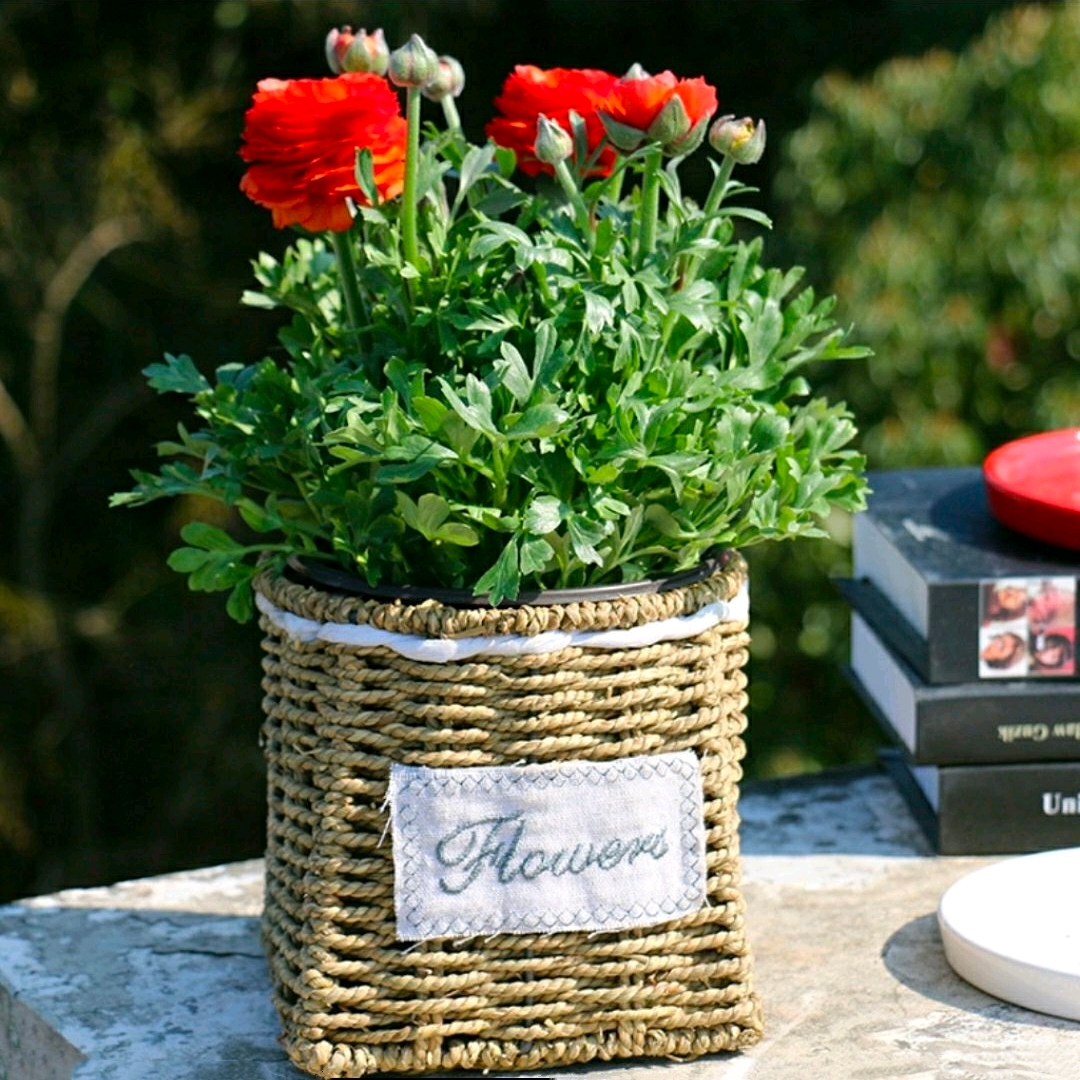 洋牡丹 植物盆栽