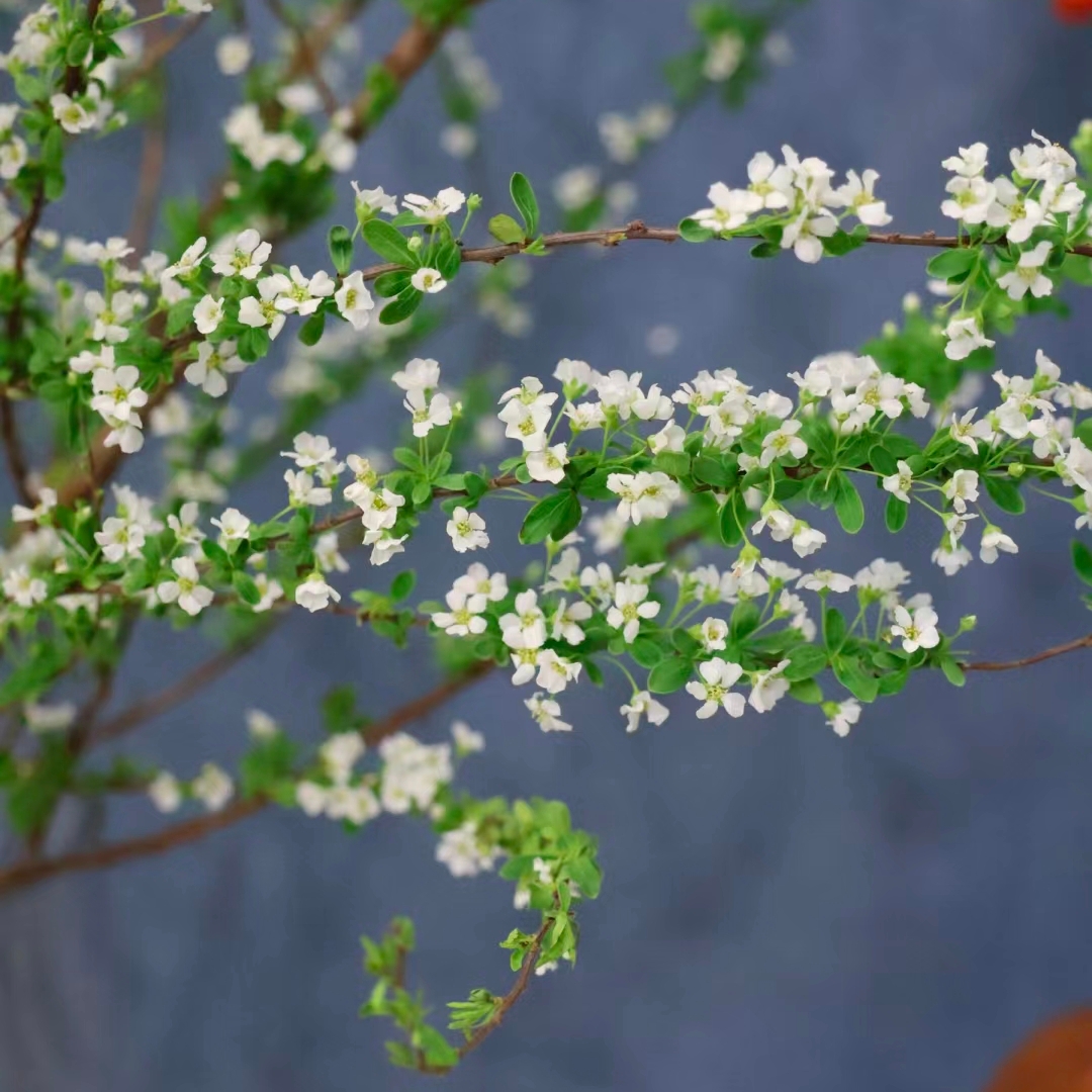 雪柳鲜花1扎3-5枝鲜枝插花水培植物鲜花卉室内盆栽绿植水养龙柳好活重瓣小手球家庭生活鲜花
