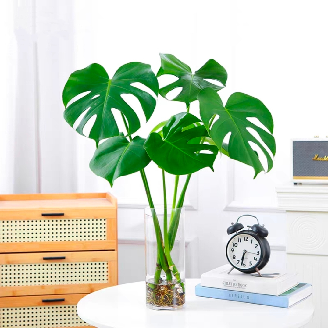 水培龟背竹水培植物龟背竹盆栽老