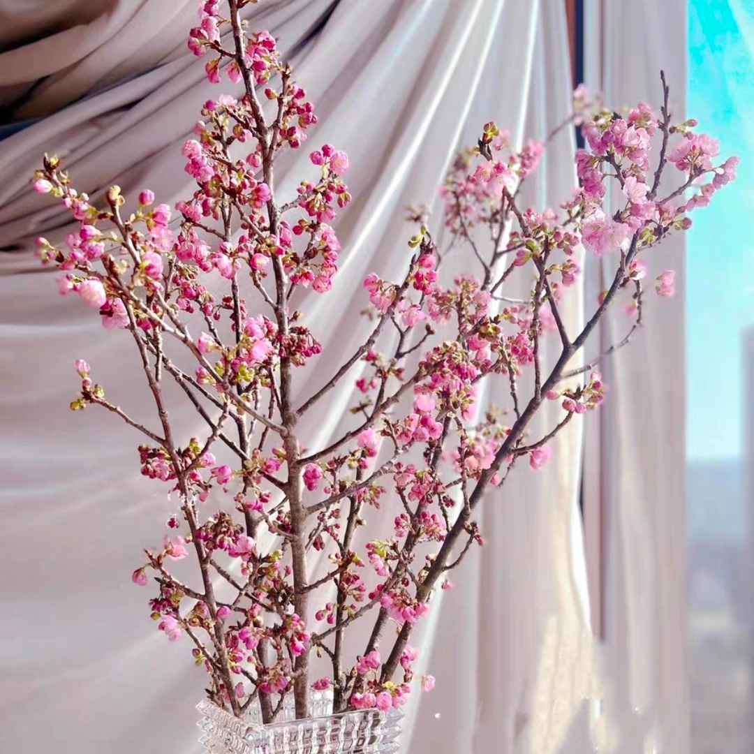 樱花粉色樱花1扎2-3枝鲜切花